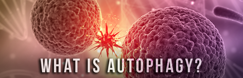 Autophagy – cellular repair illustration
